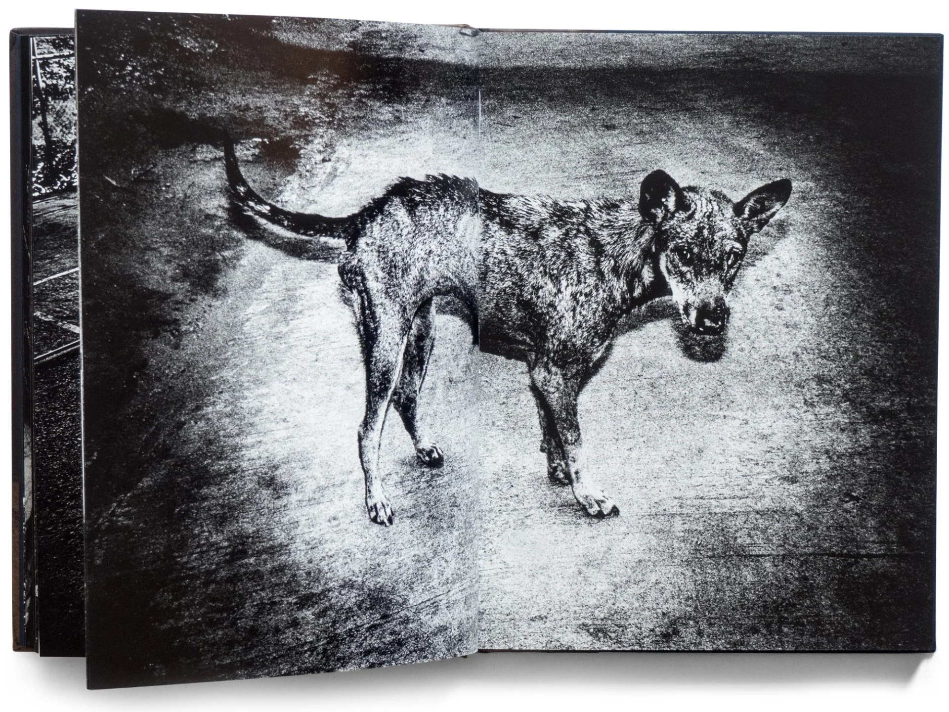 By the River of Kings – Special Edition with Print - Image 12